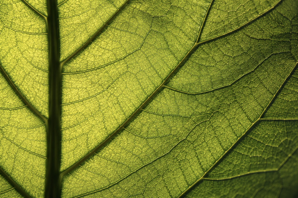 A macro photograph of a single leaf backlit by natural light, revealing the intricate network of veins and cellular flows running through it, representing the systems thinking practice of seeing the forces, patterns, and feedback loops inside things rather than the static objects themselves.